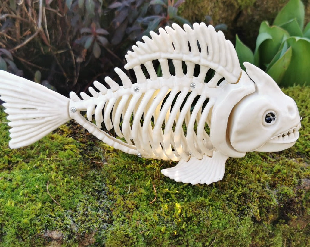 Skelett Piranha - Größe 26 x 6,4 x 12,7 cm